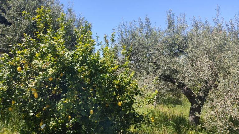 Oliveto Cirino – San Filippo del Mela